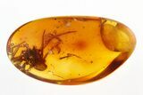 Detailed Fossil Spider (Araneae) In Baltic Amber #292390-1